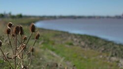Beluga whale spotted in the Thames 'swimming strongly and feeding normally' Stock Footage