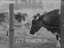 Schoolgirls Belgium Stock Footage
