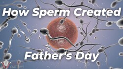 A Look at Sperm Production and the Journey to Fertilization Instructional Video