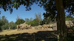A Herd of African Elephants Go Exploring After Their Exhibit Doubles in Size Instructional Video