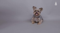 Smoky the Yorkie, WWII's tiniest hero Instructional Video