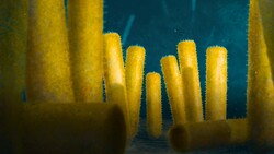 The Second Time Sponges Took Over The World Instructional Video