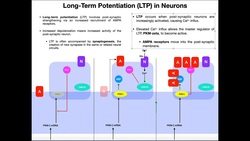 Mechanism of Long-Term Potentiation of Synapses Instructional Video