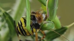 Mantis religiosa eating a wasp spider (Argiope bruennichi) Stock Footage