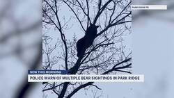 Police: Multiple bear sightings reported in Park Ridge News Clip