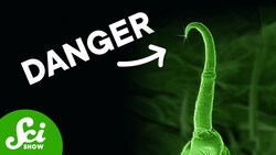 What Makes This Plant Hair So Deadly? Instructional Video