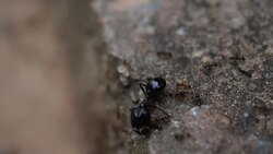 Red ant action walking in the nature Stock Footage