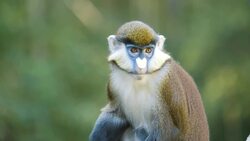 These Two Monkeys Are Inseparable! A Mother’s Bond with Her Baby Is True! Instructional Video