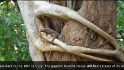 Sri Lanka, Buduruvagala "The rock of Buddhist Sculptures" Stock Footage