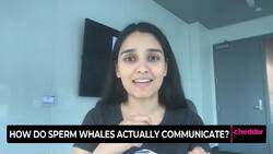 Can A.I. Help Us Learn More About Whales? Instructional Video