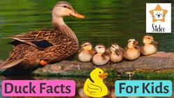 15 Duck Facts for Kids Instructional Video