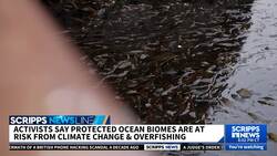 How a fishing net pits economy against ecology in the struggle to save the ocean News Clip