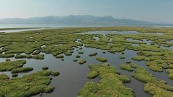 Wetland and Flamingos Stock Footage