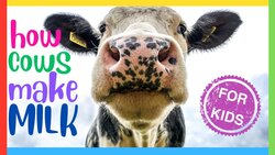 How Cows Make Milk: Simple Explanation Instructional Video