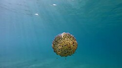 Slow motion of Jellyfish floating and swimming in Aegean sea in Greece Stock Footage