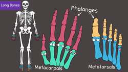 Skeletal System Instructional Video