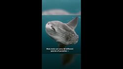 Mola mola | The Wild Canadian Year: Summer News Clip