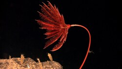 Echinoderm Diversity Part 1: Class Crinoidea (Sea Lilies and Feather Stars) Instructional Video