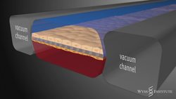 TED: Body parts on a chip | Geraldine Hamilton Instructional Video