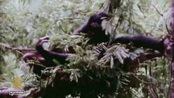 Jane Goodall, conservationist and chimpanzee expert, dies aged 91 News Clip