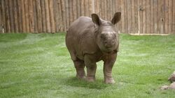 See the Moment a Baby Rhino and a Calf Become Best Friends Instructional Video