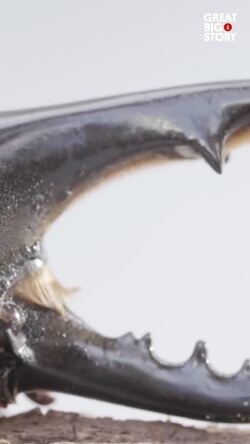 The hercules beetle, a giant among insects Instructional Video