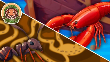 What Are Arthropods? | The Insects Song For Kids | KLT WILD