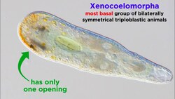 Phylum Xenacoelomorpha and an Introduction to Nephrozoa Instructional Video