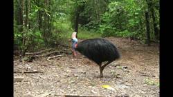 Large, flightless bird attacks, kills owner in US Instructional Video