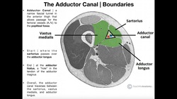 Structure & Components of the Adductor Canal Instructional Video