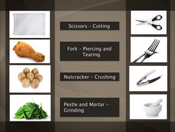 Human Teeth Instructional Video