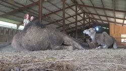 CLEAN : French stonecutter trades stones for camels News Clip