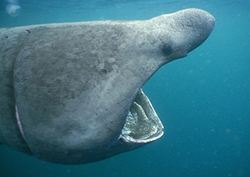 Basking Shark Instructional Video