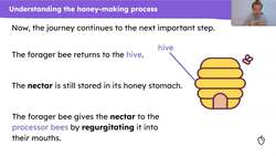 Understanding and ordering how bees make honey Instructional Video