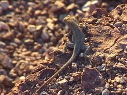 What Is a Reptile?: Video Review Instructional Video