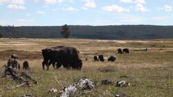 Exploring Biodiversity Instructional Video