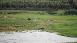 Egypt, Nile river - Traditional farmers Stock Footage