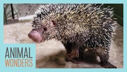 Late Night Hangout With Kemosabe the Porcupine! Instructional Video