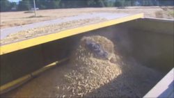 Barley: From Ancient Civilizations to the Present Day Instructional Video