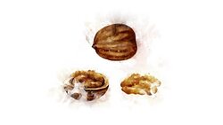 Watercolor Walnut picture appearance Stock Footage