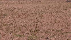 Kenya mobilises youth to tackle locust problem News Clip