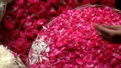 PAN RIGHT TO LEFT OF WOMEN'S HANDS PUTTING FLOWER PETALS INTO BASKET AND STRINGING FLOWER BLOSSOMS TOGETHER WITH NEEDLE AND THREAD. COULD BE DECORATIONS FOR WEDDING, CELEBRATION, PARTY OR FESTIVAL. Stock Footage