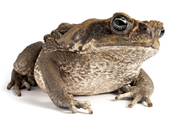 Cane toads Instructional Video