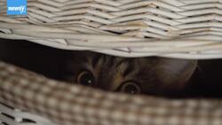 Senate Passes Bill That Would Make Animal Cruelty A Federal Felony News Clip