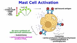 Mast Cells: Strategic Granulocytes Instructional Video