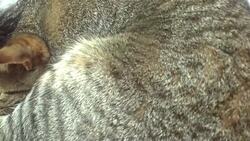 How to Understand the Facts about Hypoallergenic Cat Breeds Instructional Video