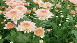 Chrysanthemums flower, , sometimes called mums or chrysanths, They are native to Asia and northeastern Europe. Most species originate from East Asia and the center of diversity is in China. Stock Footage