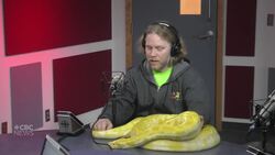 Where does a giant snake sit in the CBC studio? Anywhere it wants News Clip