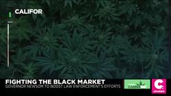California's Governor Deploys National Guard for 'Real Threats' Facing Cannabis Industry News Clip