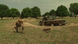South Sudan cow in field with a disused tank Stock Footage